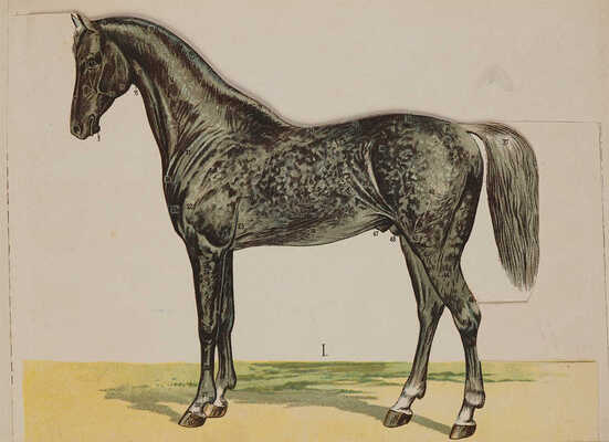 Урусов С.П. Две книги о лошадях